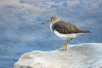 Spotted Sandpiper (2 photos)