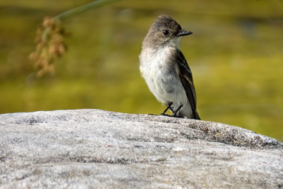 Eastern Phoebe