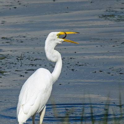 Great Egret