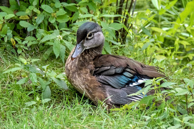 Wood Duck