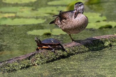 Painted Turtle and Wood Duck