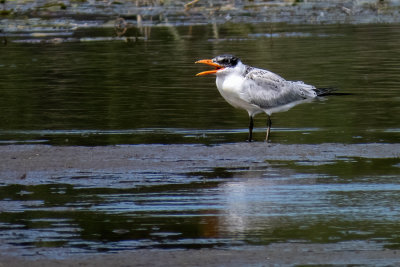 Caspian Terns (2 photos)