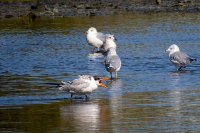 Caspian Terns   (2 photos)