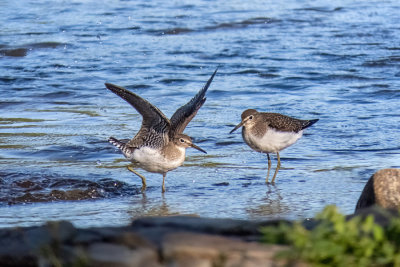 Spotted Sandpipers