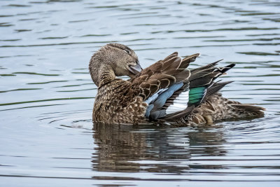 Blue-winged Teal  (2 photos)