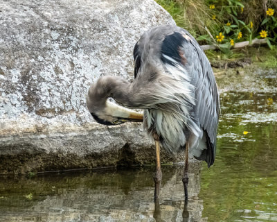 Great Blue Heron