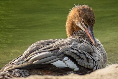 Common Mergansers  (2 photos)