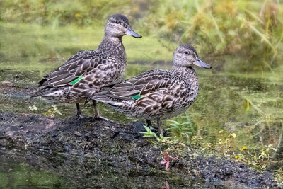 Green-winged Teals