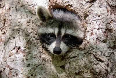 Raccoon