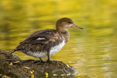 Hooded Merganser  (3 photos)