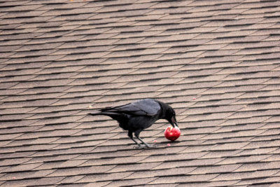 Crow & Apple  (3 photos)