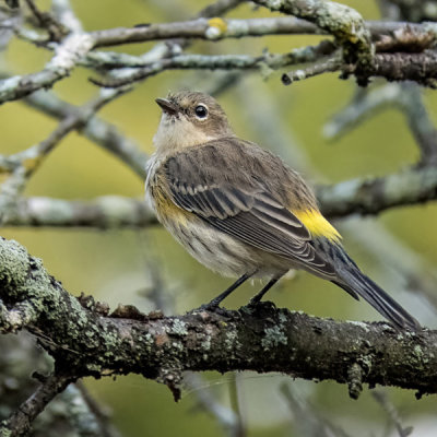 Yellow-rumped Warbler