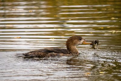 Hooded Merganser