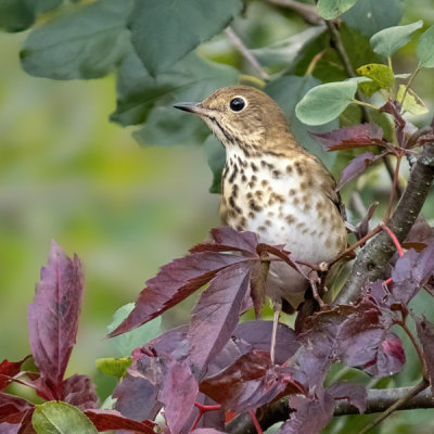 Hermit Thrush