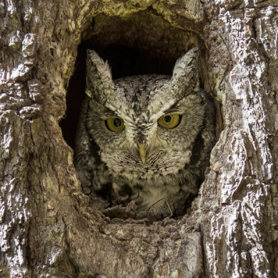 Eastern Screech Owl   (2 photos)