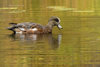 American Wigeon