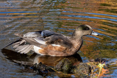 American Wigeon