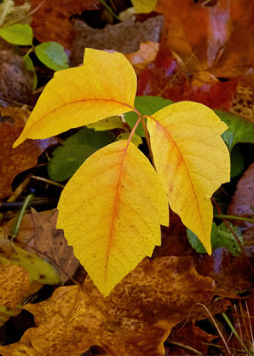 Fall Leaves