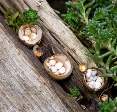 Bird's Nest Fungi (2 photos)