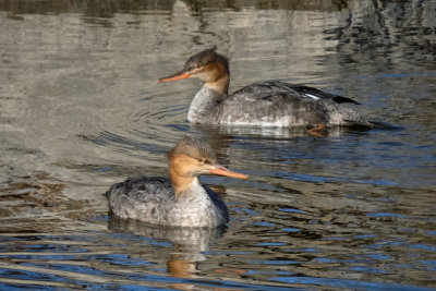 Red-breasted Mergansers