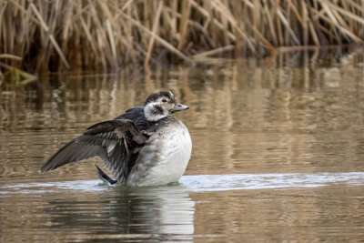 Long-tailed Duck  (2 photos)