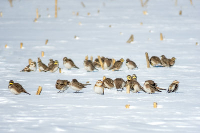 Horned Larks and Snow Buntings