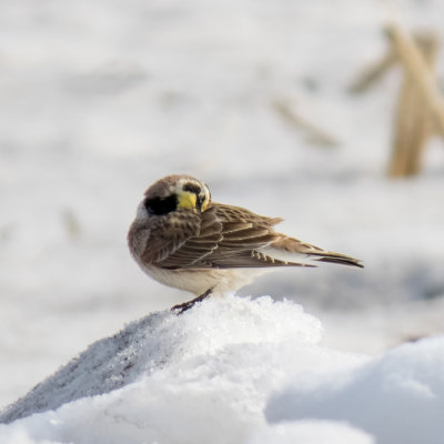 Horned Lark