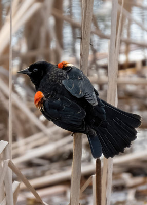 Red-winged Blackbirds   (2 photos)