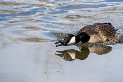 Canada Geese  (2 photos)