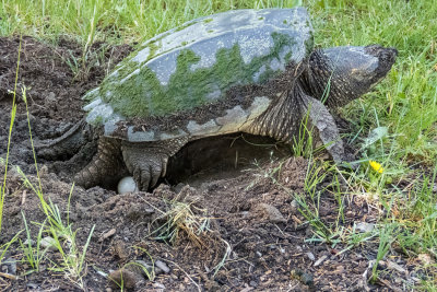 Snapping Turtle   (2 Photos)
