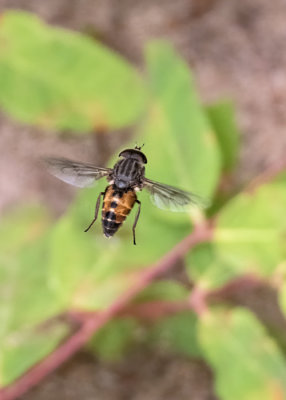 Tabanidae (Fly)