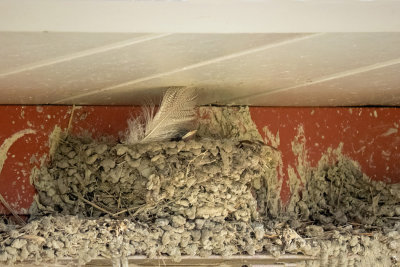 Barn Swallow Nest  (2 photos)