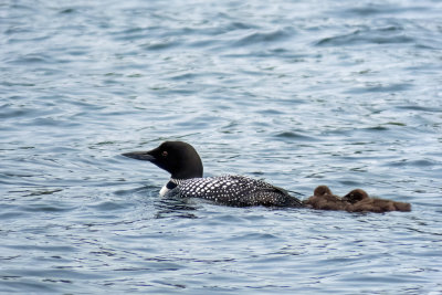 Common Loon and Chicks