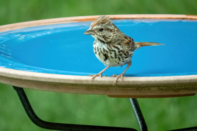 Song Sparrow   (3 photos)