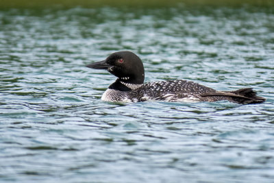 Common Loon