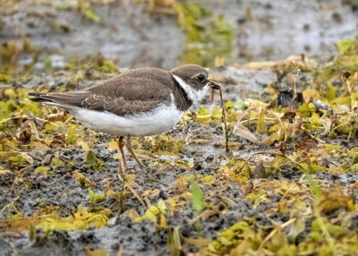 Semipalmated Plover - Juvenile