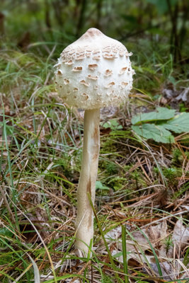 Parasol Mushroom - Macrolepiota procera