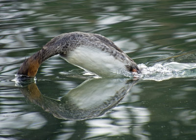 Red-breasted Merganser