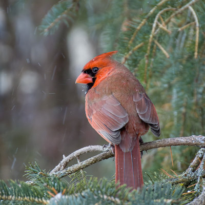 Northern Cardinal  (2 photos)