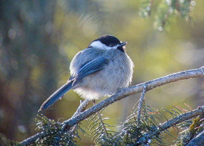 Chickadee