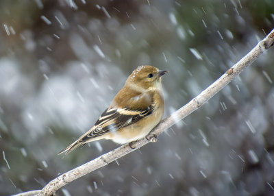 American Goldfinch