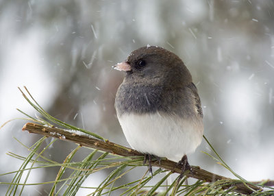 Dark-eyed Junco