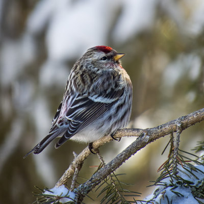 Common Redpoll