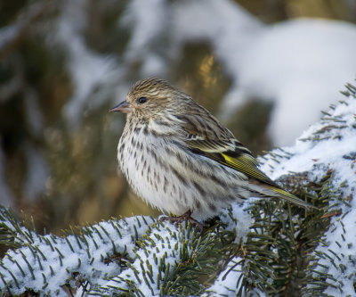 Pine Siskin