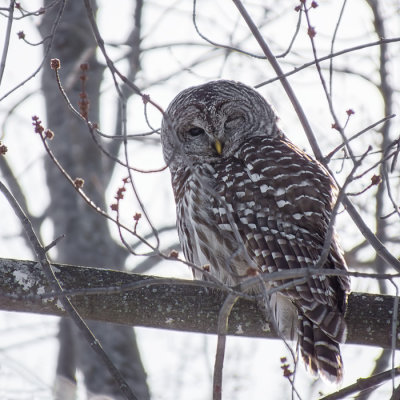 Barred Owl