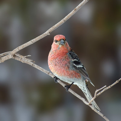 Pine Grosbeak