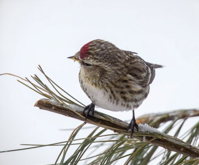 Common Redpoll