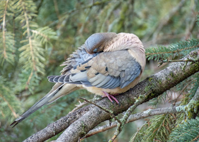 Mourning Dove