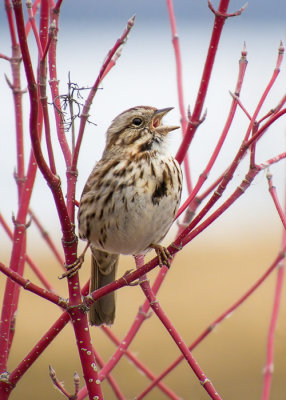 Song Sparrow