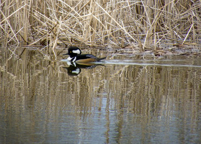 Hooded Merganser